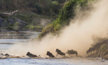 3 Days Tanzania Safari